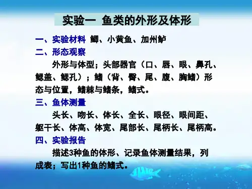 1鱼类学实验终PPT课件