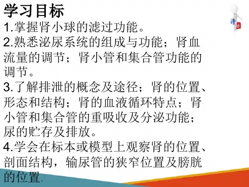 泌尿系统(人体解剖生理学课件)