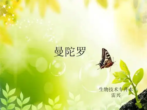 曼陀罗