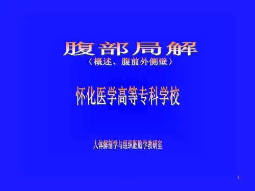 腹部解剖ppt课件