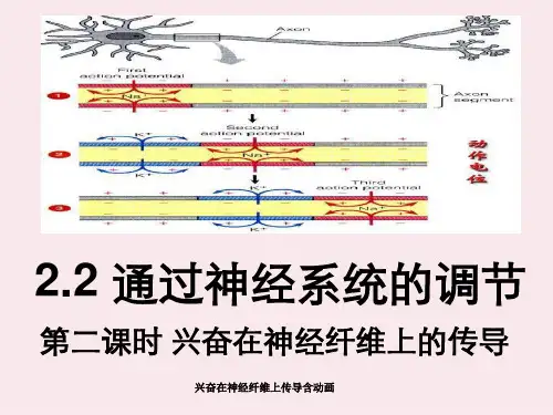 兴奋在神经纤维上传导含动画
