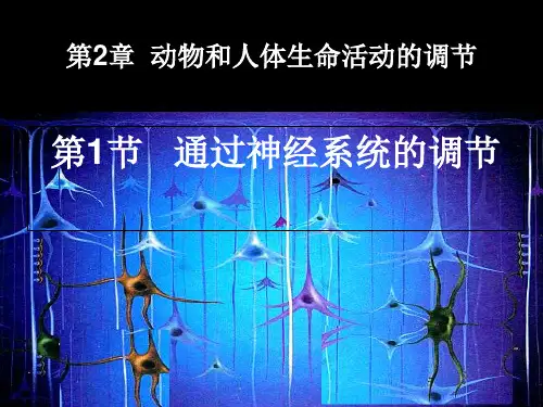 人教版高中生物必修三第2章第1节 通过神经系统的调节  课件(共19张PPT)[优秀课件资料]