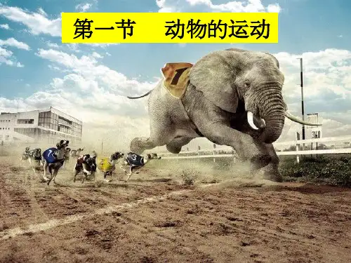 动物的运动课件