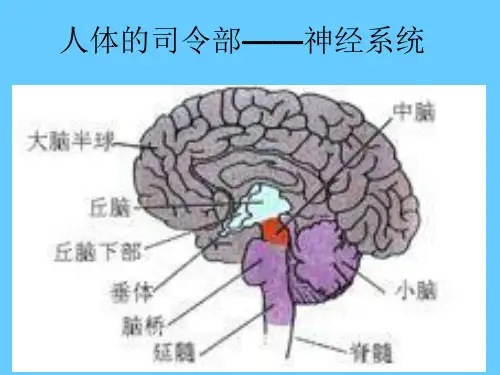 人体的司令部——神