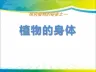 《植物的身体》植物生活的秘密PPT课件【完美版课件】