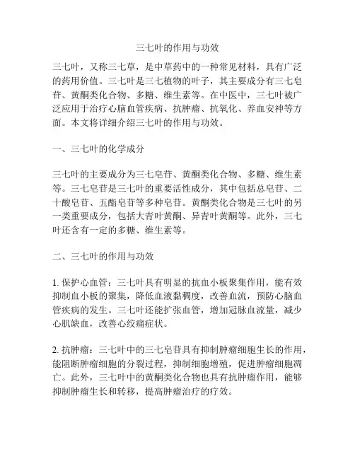 三七叶的作用与功效