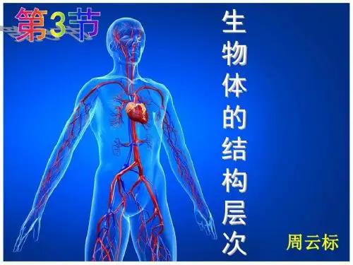 浙教版初中科学七年级上册2.3《生物体结构层次》(共34张PPT)