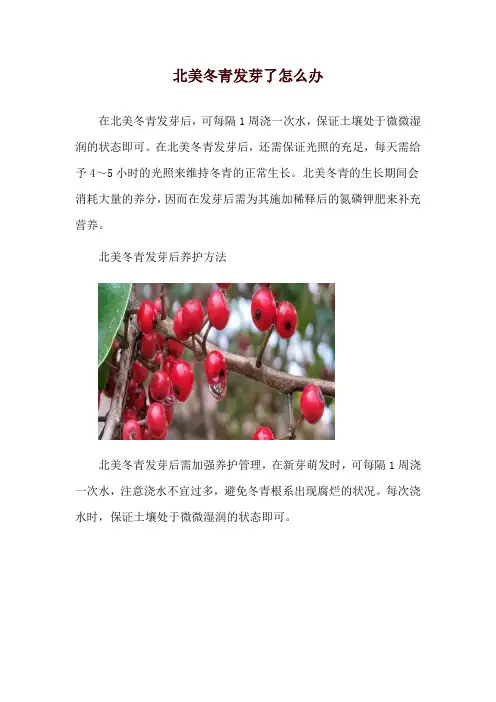 北美冬青发芽了怎么办
