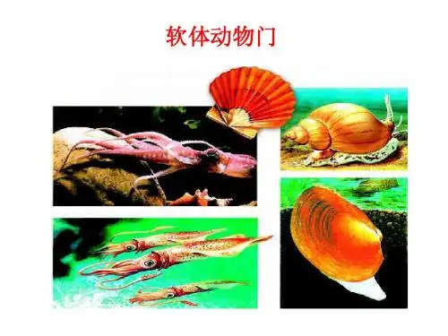 北京版生物-第十三章-软体动物、环节动物和节肢动物