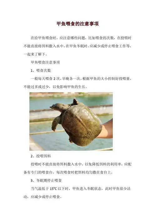 甲鱼喂食的注意事项