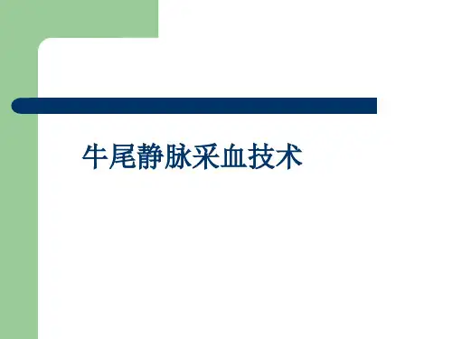牛尾静脉采血技术 PPT课件