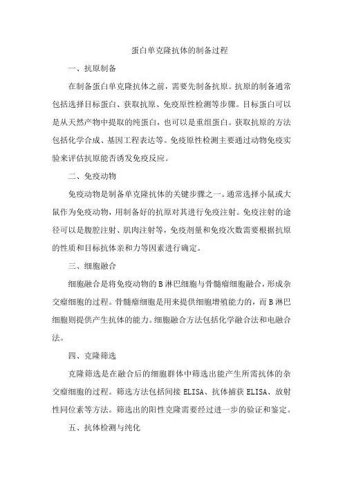 蛋白单克隆抗体的制备过程