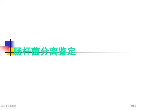 肠杆菌分离鉴定