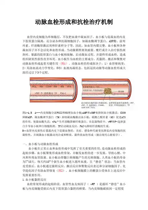 动脉血栓形成和抗栓治疗机制