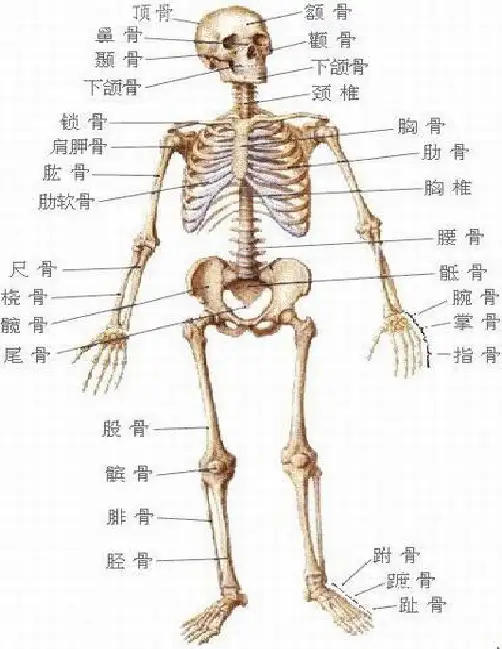 人体骨骼名称图示