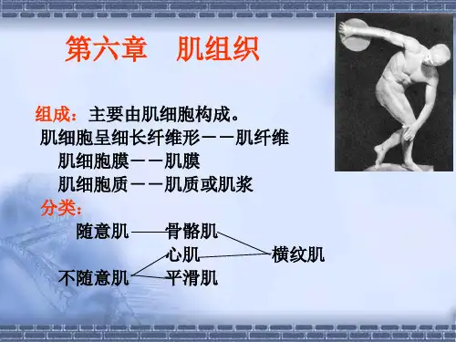 动物组织胚胎学课件：第六章 肌组织
