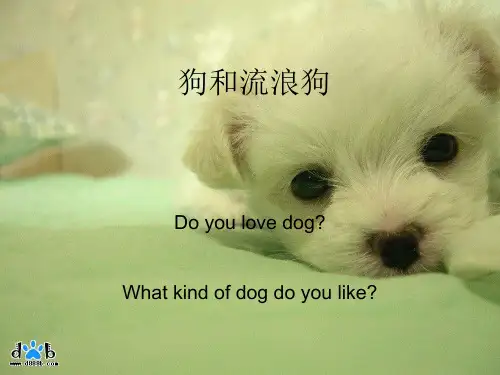 关于狗的英语PPT