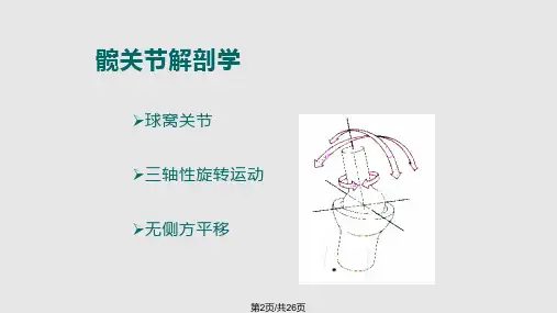 髋关节解剖学.pptx