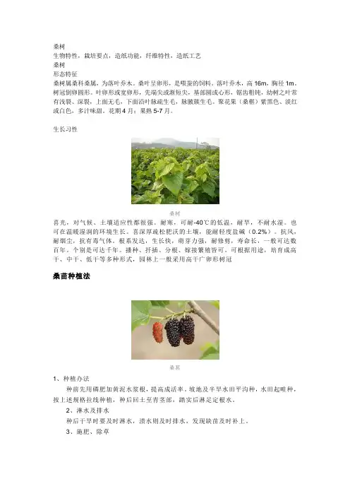 桑树
