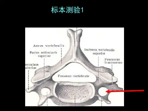 【课件-正常人体形态学实验】_骨与骨连结标本测验