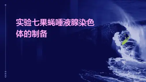 实验七果蝇唾液腺染色体的制备