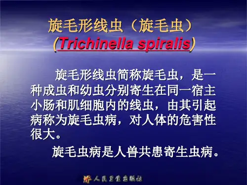 旋毛形线虫(旋毛虫)