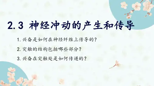 2-3-2 神经冲动的产生和传导-2023-2024学年高二生物人教版(2019)选择性必修1