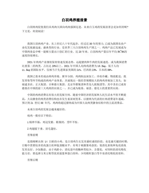 白羽鸡养殖前景
