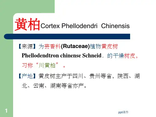 《芸香科黄柏枳壳》PPT课件