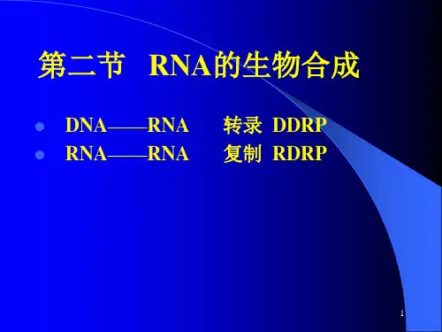 生化-第十章RNA的生物合成PPT课件