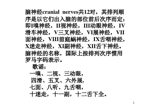 脑干小脑