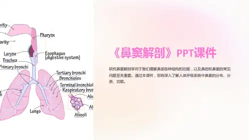 《鼻窦解剖》课件