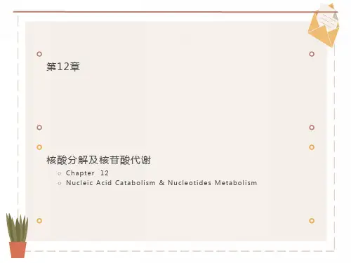 核酸分解及核苷酸代谢A