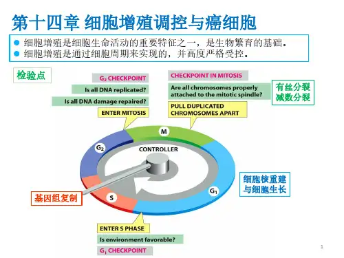 第十四章 细胞增殖调控与癌细胞