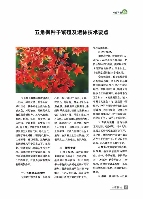 五角枫种子繁殖及造林技术要点
