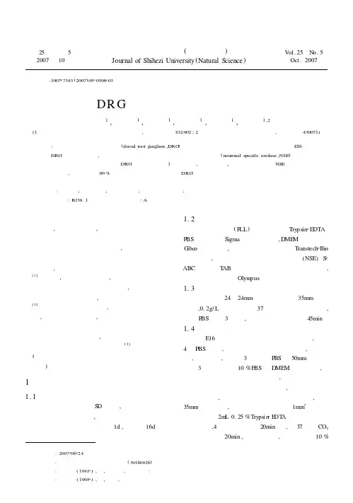胎鼠DRG神经元细胞培养方法的建立