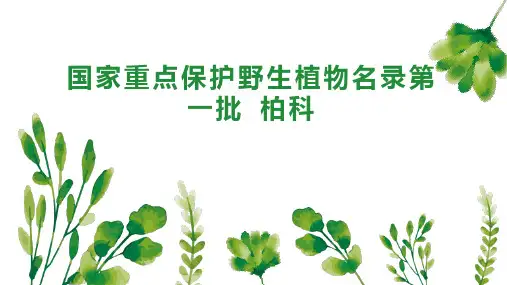 国家重点保护野生植物名录第一批 柏科