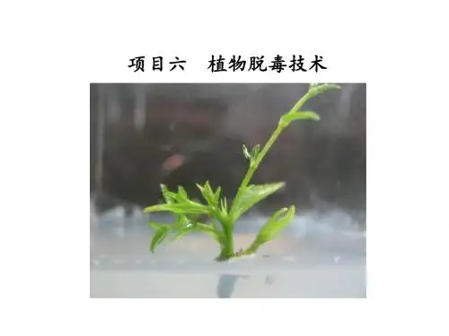 植物组织培养项目六  植物脱毒技术