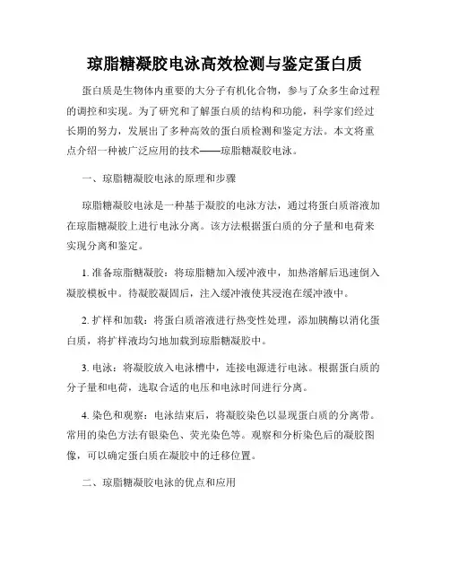 琼脂糖凝胶电泳高效检测与鉴定蛋白质