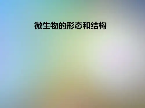 微生物的形态和结构