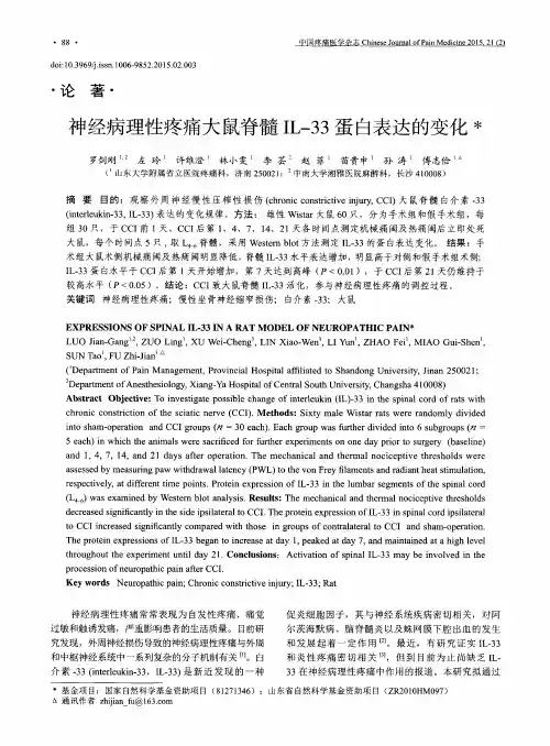 神经病理性疼痛大鼠脊髓IL-33蛋白表达的变化