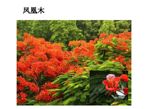 植物知多少学习资料(一)→深圳校园常见植物100种