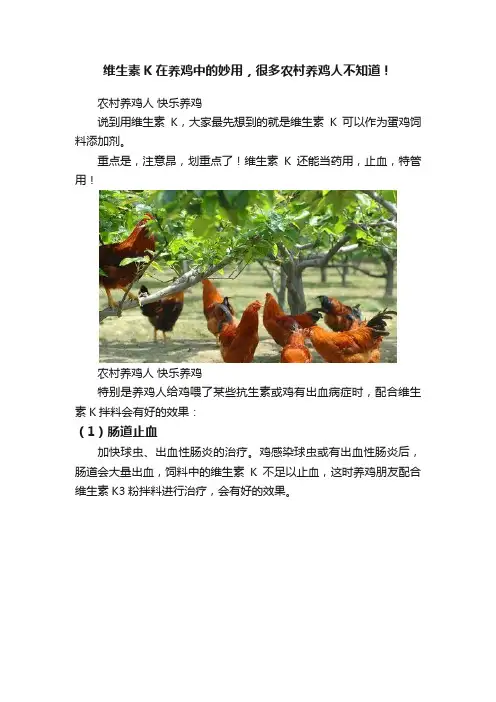 维生素K在养鸡中的妙用，很多农村养鸡人不知道！