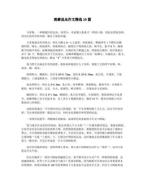 观察昆虫作文精选10篇