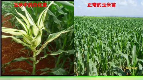实验探究绿叶中色素的提取和分离