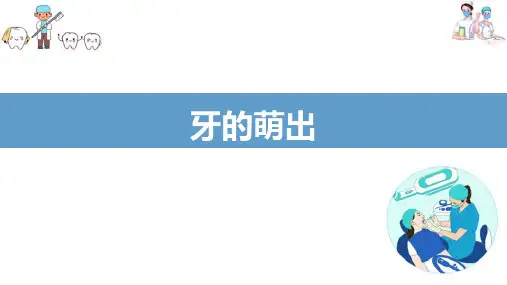 牙的发育—牙的萌出和替换(口腔组织病理学课件)