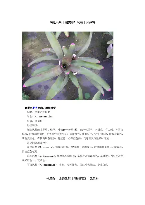 10种凤梨花