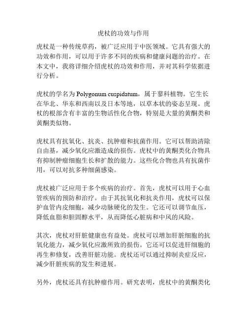 虎杖的功效与作用