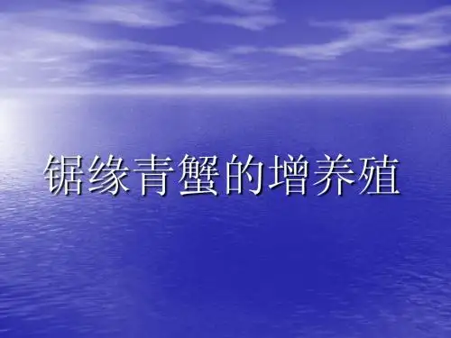 锯缘青蟹
