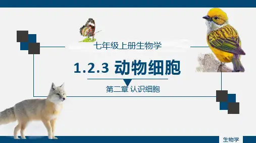 动物细胞ppt课件